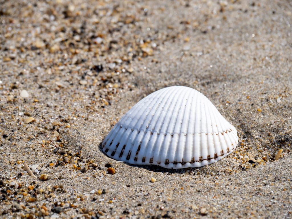 恋路ヶ浜の砂浜で見つけた貝殻